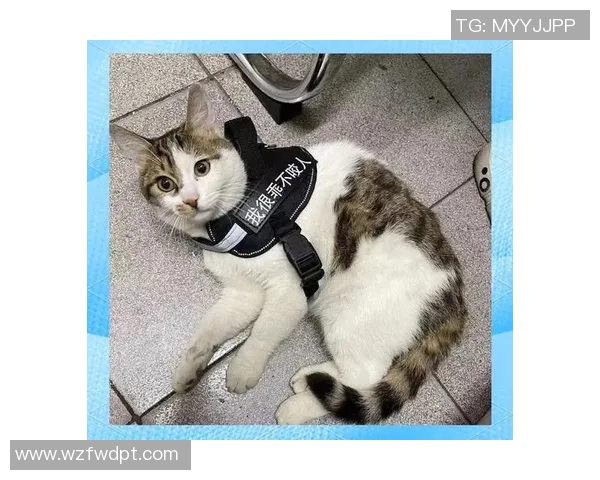 巴西警犬足球明星的传奇故事与训练背后的秘密揭秘